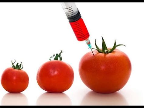 Los científicos toman el gen de un rasgo deseado de una planta o animal e insertan ese gen dentro de una célula de otra planta o animal. Alimentos Transgénicos Vs Alimentos Orgánicos, CEBIAE HEIFER - YouTube