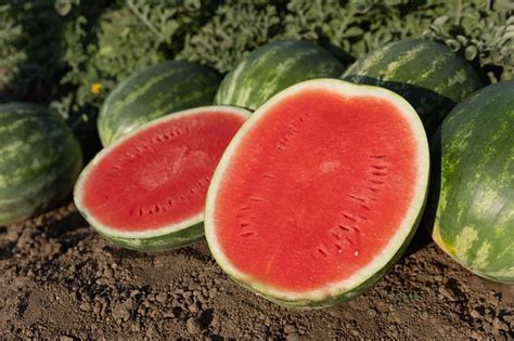 Eleanor Watermelon Treated Seed Seedway