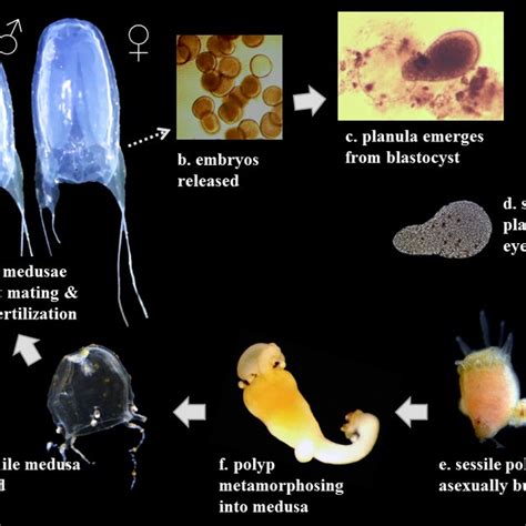 3 The Cubozoan Life Cycle A Mature Medusae Mate Via Spermcasting