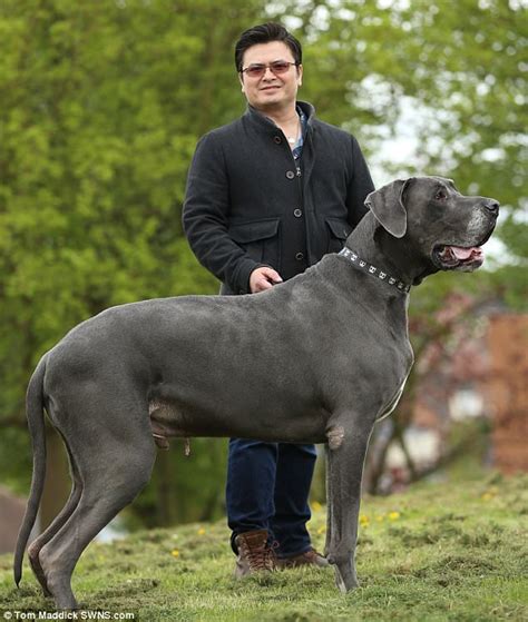 Great Dane Weighs 15 Stone And Could Be Uks Biggest Dog