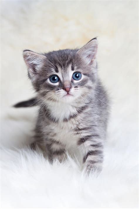 cute little kitten kittens photo 41418546 fanpop