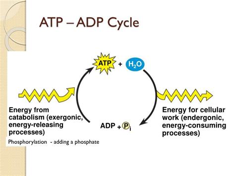Atp H2o Adp Pi Energy - PPT - LEQ: What is the role of ATP in cellular activities? PowerPoint