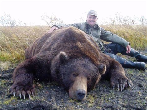 Giant Alaska Peninsula Brown Bear Great Value Worldwide Trophy