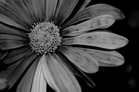 Black And White Daisy Photograph By Jen T