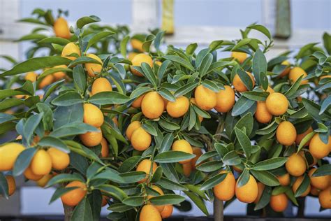How To Grow A Kumquat Tree Indoors Food Gardening Network