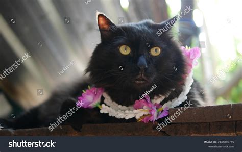 Black Persian Cat Hibiscus Flower Garland Stock Photo 2148805785