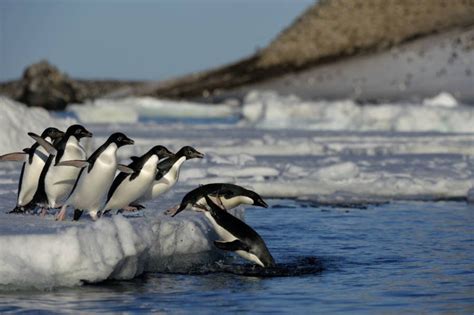 Why Hundreds Of Penguin Chicks Were Found Mummified Together In The
