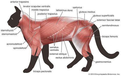 Quadriceps Femoris Cat