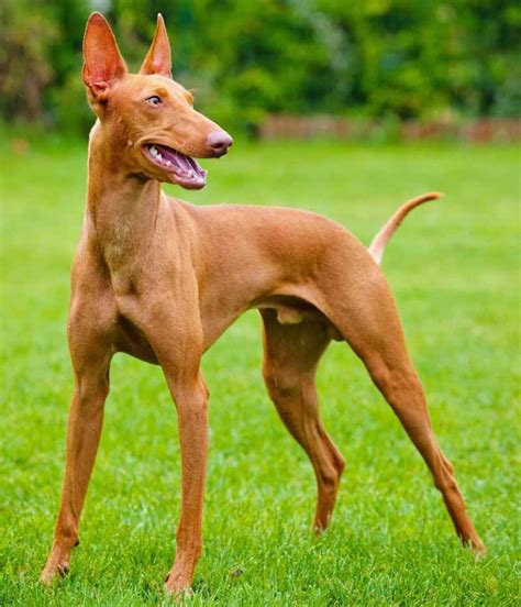 Pharaoh Hound Dog Breed Information And Images K9 Research Lab