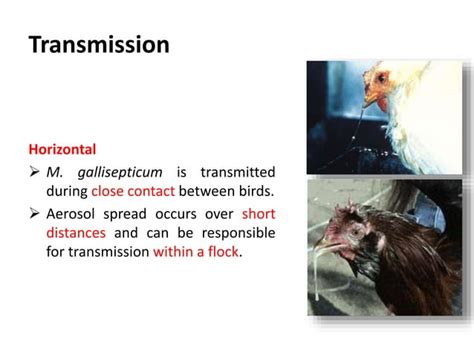 Avian Mycoplasmosisdisease Overview