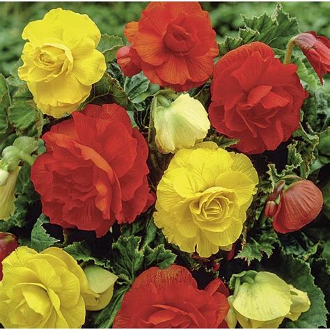 Garden State Bulb 3 Pack Begonia Double Mixed Bulbs Lb22629 At