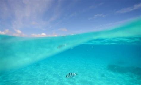 Underwater Photography How To Take Split Level Photographs
