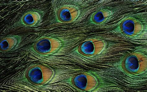 Page 7 Peacock 1080p 2k 4k 5k Hd Wallpapers Free Download Wallpaper Flare