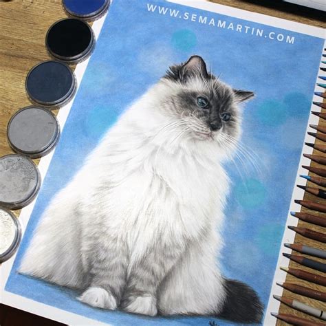 Realistic Ragdoll Cat Drawing By Pet Portrait Artist Sema Martin In