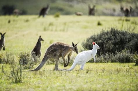 Un Canguro Albino Sano Y Viviendo En Libertad