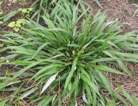 Bahia Grass Paspalum Notatum Grow And Care Instruction Rayagarden