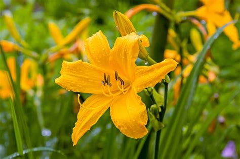 Are Daylilies Poisonous To Dogs