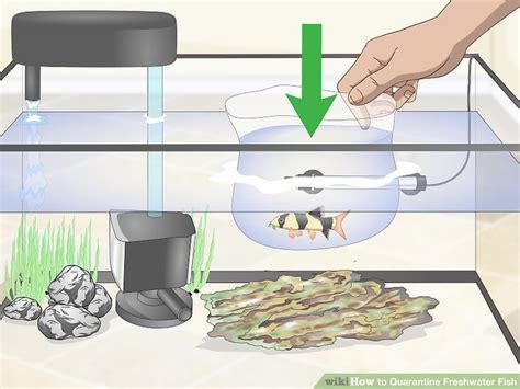 How To Quarantine Freshwater Fish 10 Steps With Pictures