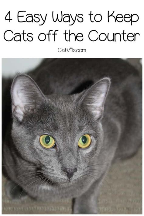 The minty smell on the kitchen countertop may be enough to keep your cat away. Keeping Cats off the Counter in 4 Easy Steps- CatVills