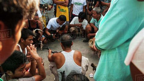 Comparing Cocks At The Fight General Luna Siargao Island Philippines