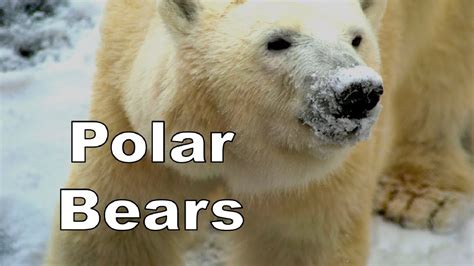Polar Bears Youtube