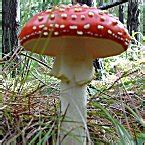 Usually recurring in the same place for several years, amanita muscaria is found frequently throughout the northern hemisphere, including britain and ireland, mainland europe, asia, the usa and canada. Amanita Muscaria, Amanitas AKA Fly Agaric Mushrooms For Sale