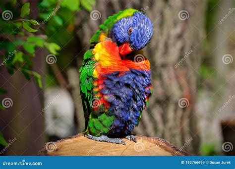 Rainbow Lorikeet In The Tree Stock Image Image Of Australia Feather