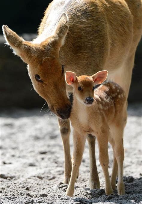 Mama Deer And Her Beautiful Baby Cute Animals Animals Wild Baby Animals
