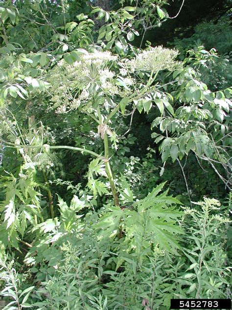 Giant Hogweed Heracleum Mantegazzianum Apiales Apiaceae 5452783