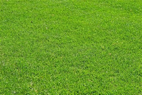 Bermuda Grass Care In Winter Mccabes Landscape Construction