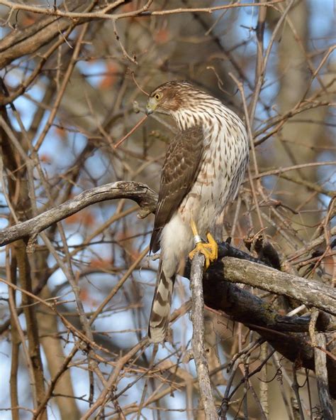 Cooper S Hawk An Immature Cooper S Hawk Perched On Leafles Flickr