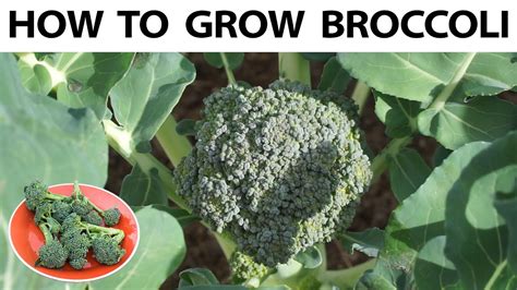 How To Grow Broccoli From Seed To Harvest A Complete Doovi