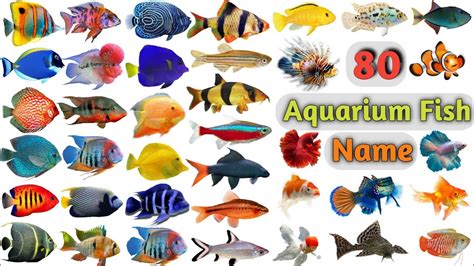 Aquarium Fish Vocabulary Ll About 80 Aquarium Fishes Name In English