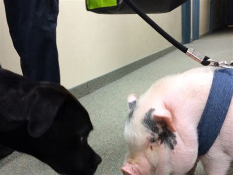 Pig Adoption Ontario Spca And Humane Society