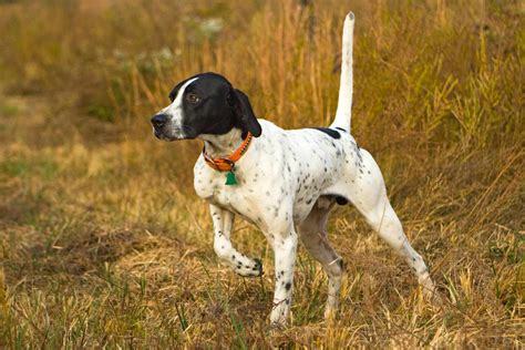 English Pointer Dog Breed Information And Characteristics Daily Paws