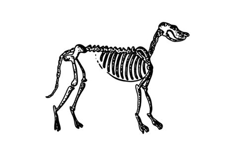 Dog Skeleton Svg Cut File By Creative Fabrica Crafts · Creative Fabrica