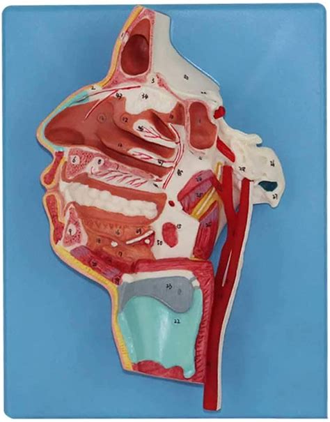 Amazon Com Nasal Cavity Anatomy Model Anatomical Model For Mouth Nose Pharynx And Larynx