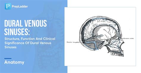 Dural Venous Sinuses Structure Functions And Clinical Significance