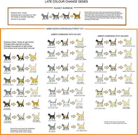 The captivating colors of your special little the dominant version of this gene, (b), codes for black fur, and because it's a dominant allele, it's naturally a lot more commonly observed than brown fur. COLOUR AND PATTERN CHARTS