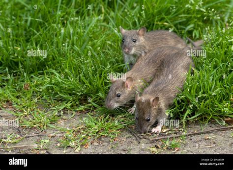 Brown Rat And Babies Hi Res Stock Photography And Images Alamy