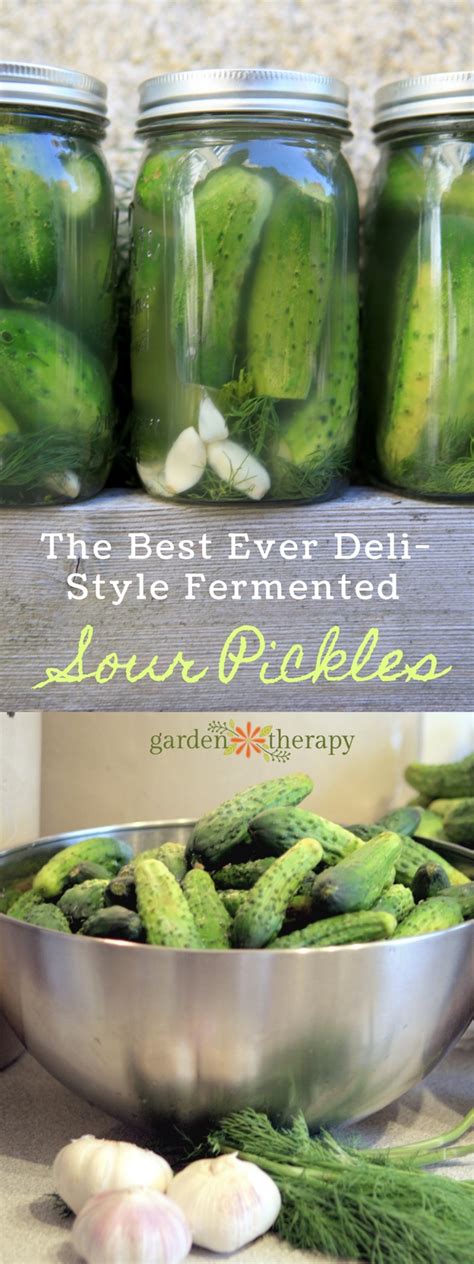 The Best Ever Deli Style Sour Pickles Recipe Ever Seriously Eco