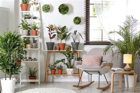 How To Arrange Indoor Plants Easy Tips And Tricks Guide