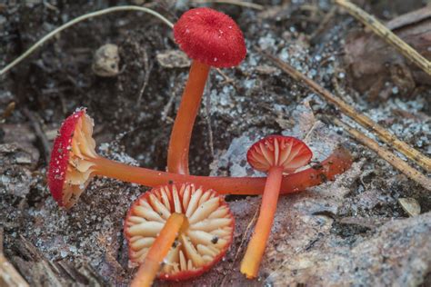 Tiny Bright Red Mushroom All Mushroom Info