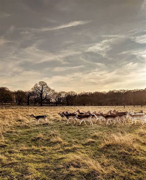 I Live So Close To Richmond Park And Yet Dont Go There Often Enough Today We Braced The Cold