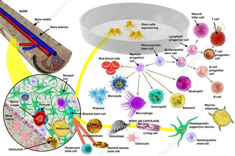 Hematopoietic Stem Cells Illustration Stock Image C0234633