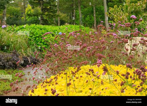 Rose And Perennial Garden Coastal Maine Botanical Gardens Boothbay