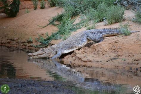 The Last Saharan Crocodiles Share The Black Waters Of This Stunning Oasis With Thousands Of Camels