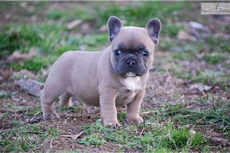 We take pride in our program because we breed healthy and happy puppies that will bring many years of joy to you and your family. French Bulldog puppy for sale near Chicago, Illinois ...