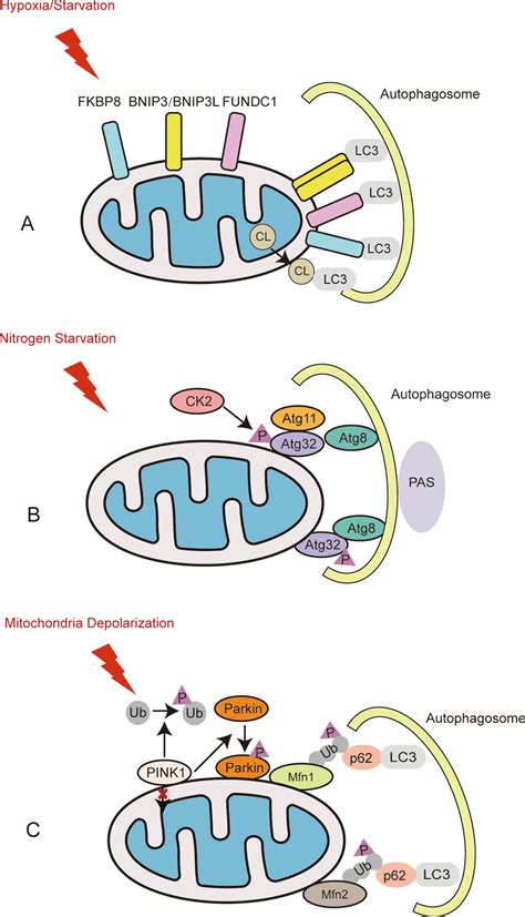 Mechanism Of Mitophagy Regulation In Mammals A C And Yeasts B A