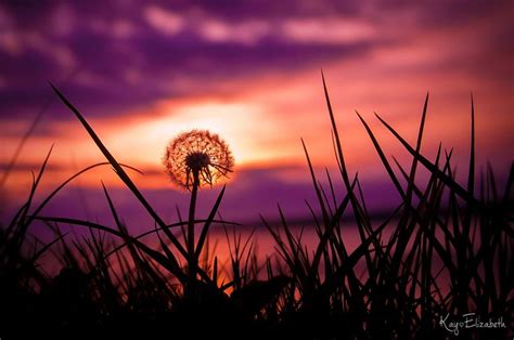 Sunset On The Dandelion Landscape Photographers Dandelion Photography